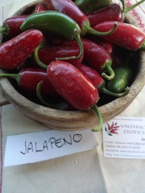 Jalapeno paprika - Csípős paprika ritkaságok az Egzotikus Növények Stúdiója kínálatában